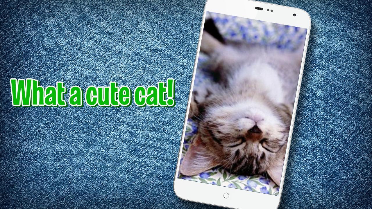 Pat a Kitten